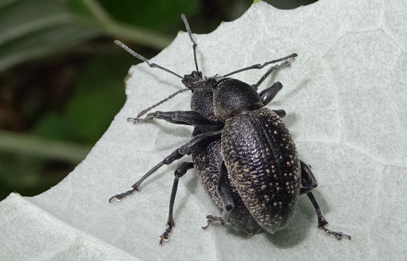 accoppiamento di Otiorhynchus fortis